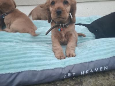 Golden and Black Cocker Spaniel puppies for sale in Cavan