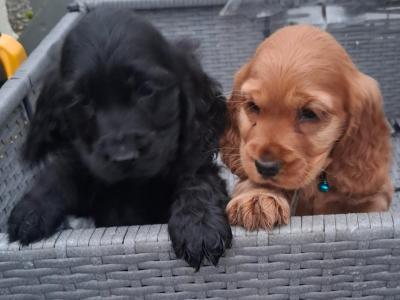 Golden and Black Cocker Spaniel puppies for sale in Cavan