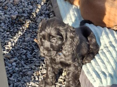 Golden and Black Cocker Spaniel puppies for sale in Cavan