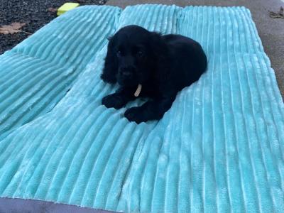 Golden and Black Cocker Spaniel puppies for sale in Cavan