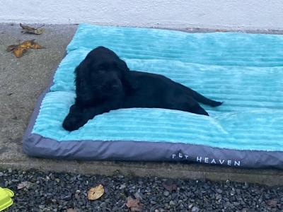 Golden and Black Cocker Spaniel puppies for sale in Cavan