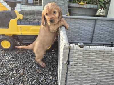 Golden and Black Cocker Spaniel puppies for sale in Cavan