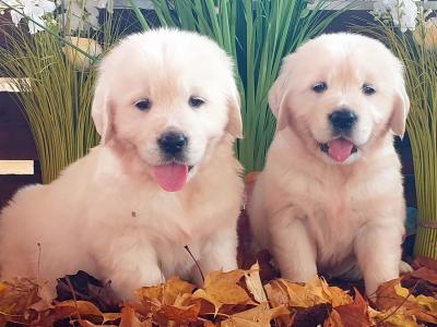 Golden Retriever puppies in Kildare