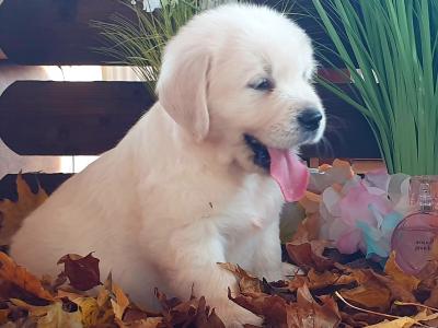 Golden Retriever puppies in Kildare