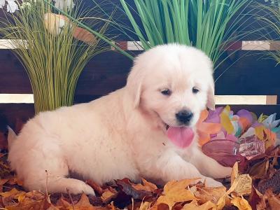 Golden Retriever puppies in Kildare