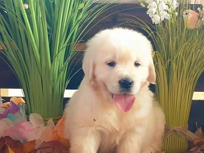 Golden Retriever puppies in Kildare