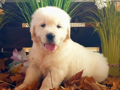 Golden Retriever puppies in Kildare