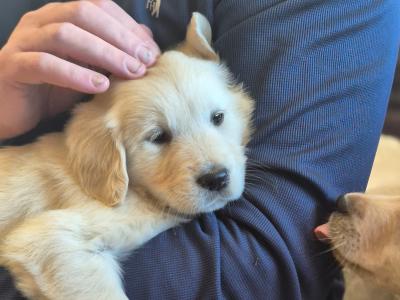Beautiful Golden Retriever puppies in Galway