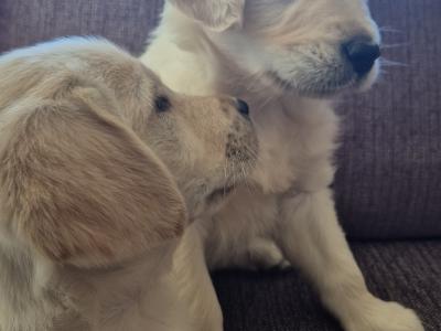Beautiful Golden Retriever puppies in Galway