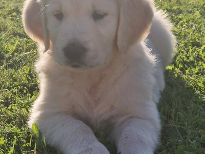 Beautiful Golden Retriever puppies in Galway
