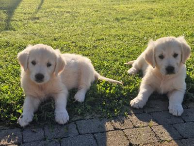 Beautiful Golden Retriever puppies in Galway