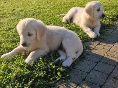 Beautiful Golden Retriever puppies in Galway