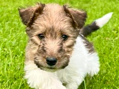 Wire Hair Fox Terrier puppies in Kildare