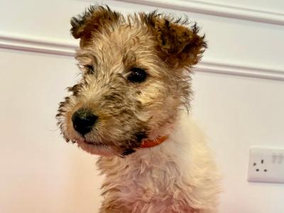 Wire Hair Fox Terrier puppies in Kildare