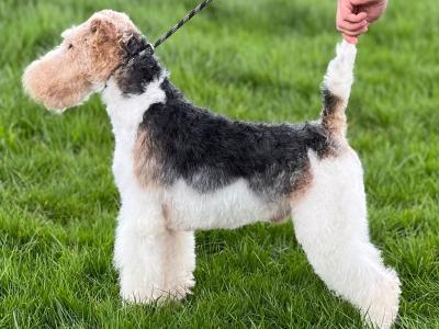 Wire Hair Fox Terrier puppies in Kildare