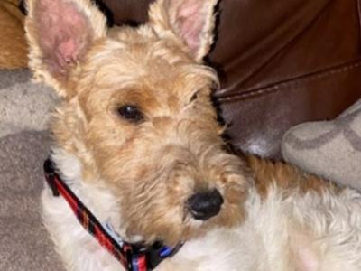 Wire Hair Fox Terrier puppies in Kildare