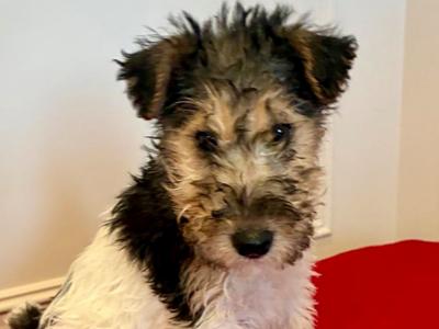Wire Hair Fox Terrier puppies in Kildare