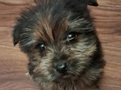 Female Yorkshire Terrier puppy in Mayo