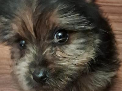 Female Yorkshire Terrier puppy in Mayo