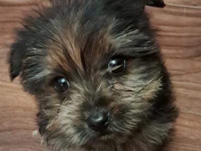 Female Yorkshire Terrier puppy in Mayo