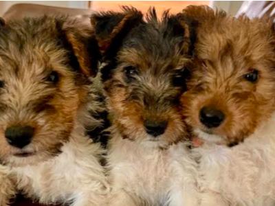 Wire Hair Fox Terrier puppies in Kildare
