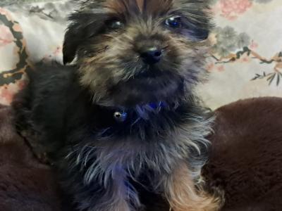 Female Yorkshire Terrier puppy in Mayo