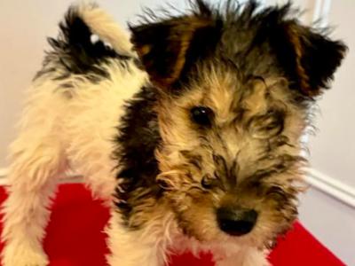Wire Hair Fox Terrier puppies in Kildare