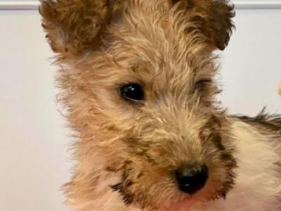 Wire Hair Fox Terrier puppies in Kildare