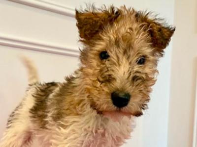 Wire Hair Fox Terrier puppies in Kildare