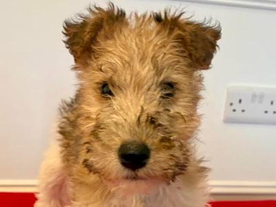 Wire Hair Fox Terrier puppies in Kildare
