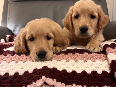 Gorgeous Red Golden Retriever puppies in Kildare