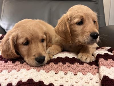 Gorgeous Red Golden Retriever puppies in Kildare