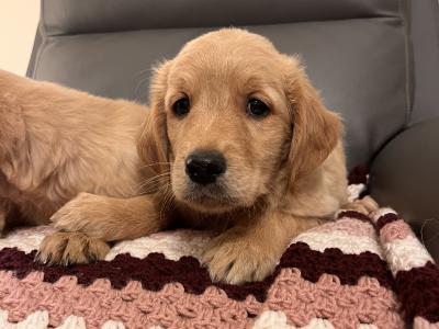 Gorgeous Red Golden Retriever puppies in Kildare