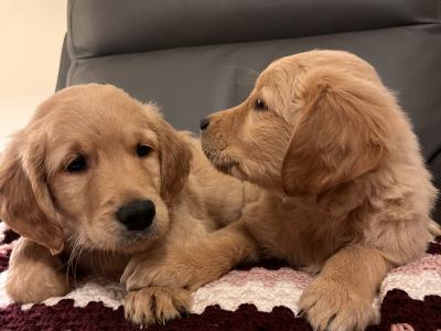 Gorgeous Red Golden Retriever puppies in Kildare