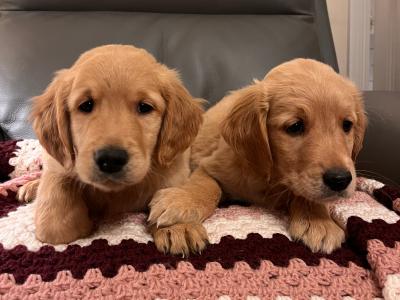 Gorgeous Red Golden Retriever puppies in Kildare