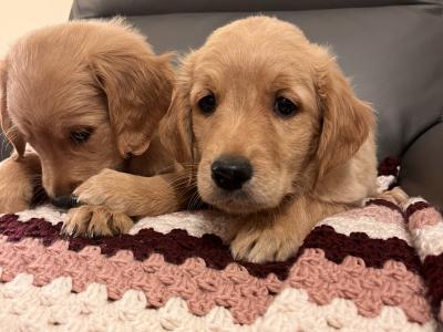 Gorgeous Red Golden Retriever puppies in Kildare