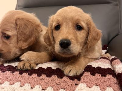 Gorgeous Red Golden Retriever puppies in Kildare