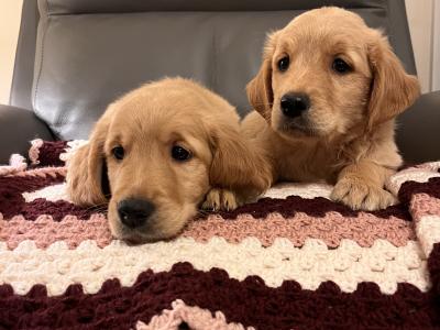 Gorgeous Red Golden Retriever puppies in Kildare