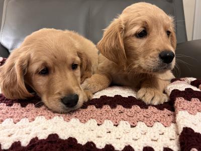 Gorgeous Red Golden Retriever puppies in Kildare