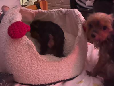 Yorkshire Terrier puppies in Monaghan