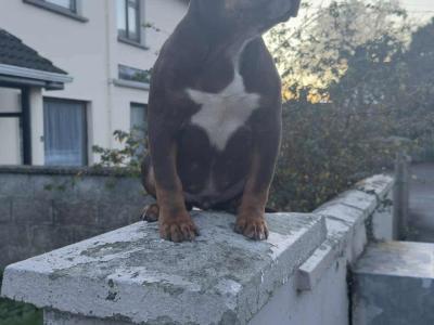 Female Pocket Bully puppy in Kerry €1400 🔥 🔥