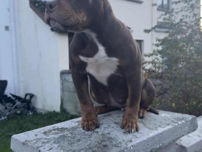 Female Pocket Bully puppy in Kerry €1400 🔥 🔥