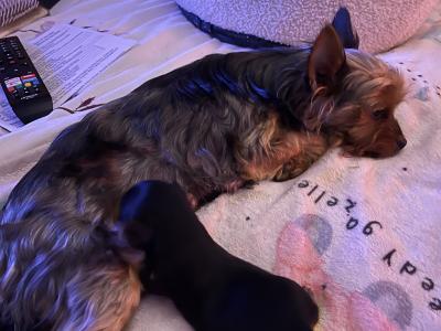 Yorkshire Terrier puppies in Monaghan