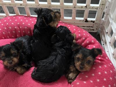 Yorkshire Terrier puppies in Monaghan