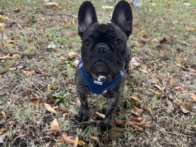 Adorable male French Bulldog 17 months old in Dublin looking for a Loving home