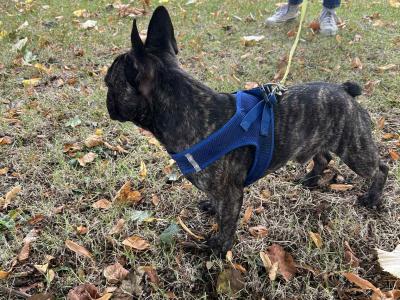 Adorable male French Bulldog 17 months old in Dublin looking for a Loving home