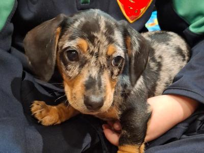 3 male Dachshund puppies in Cork