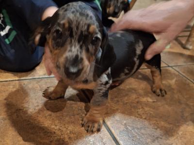3 male Dachshund puppies in Cork