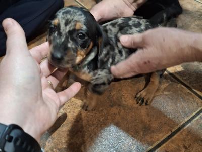 3 male Dachshund puppies in Cork