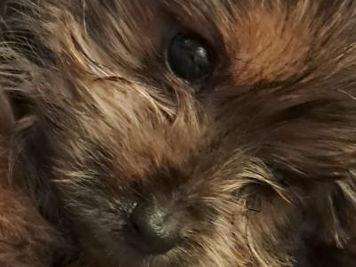 Female Yorkshire Terrier puppy in Mayo